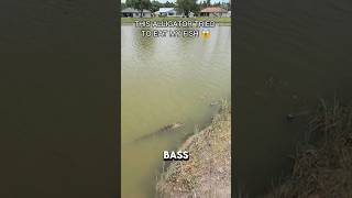 This alligator tried to eat my fish 😱 #bassfishing #fishing #alligator #florida #danielaguilar #pov