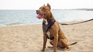 Designer Leather Dog Harness for Large Breeds like Pitbull
