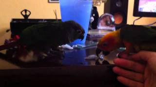 Green Cheek Conure Eating Ice MOV