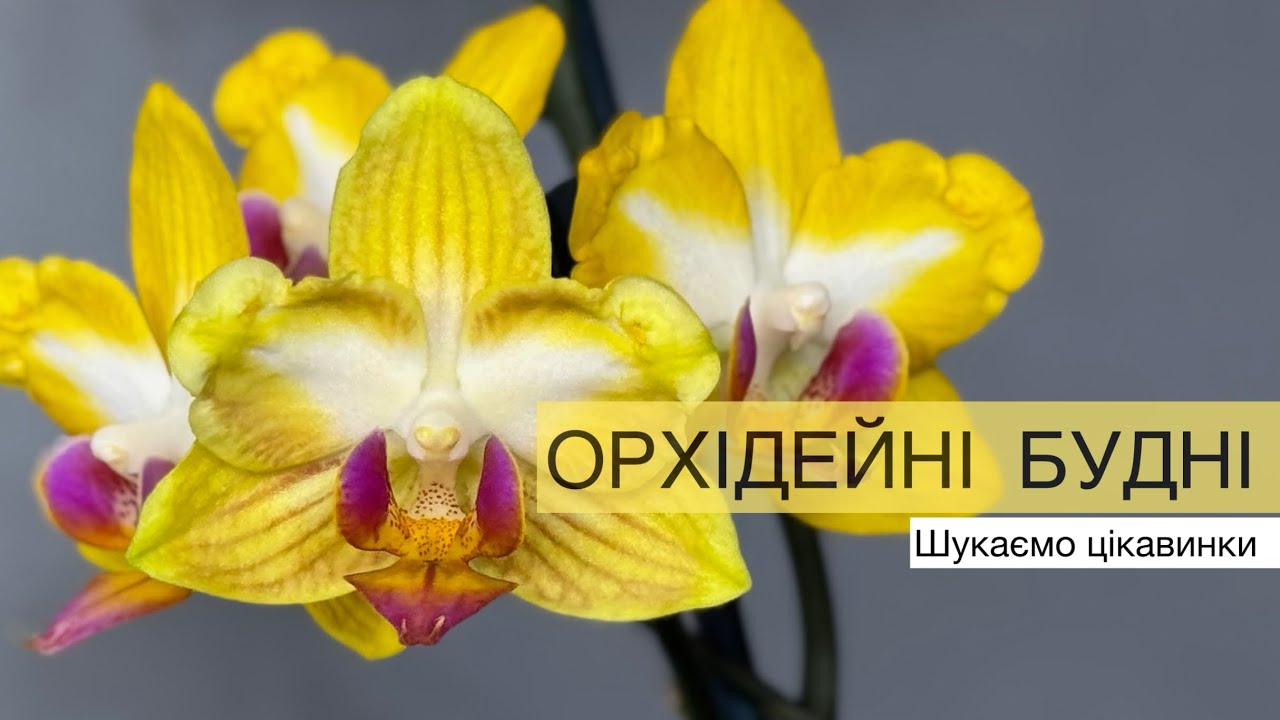 Орхідейні будні🌿Шукаємо цікавинки☺️#orchid #орхідеї #орхидея #phalaenopsis 