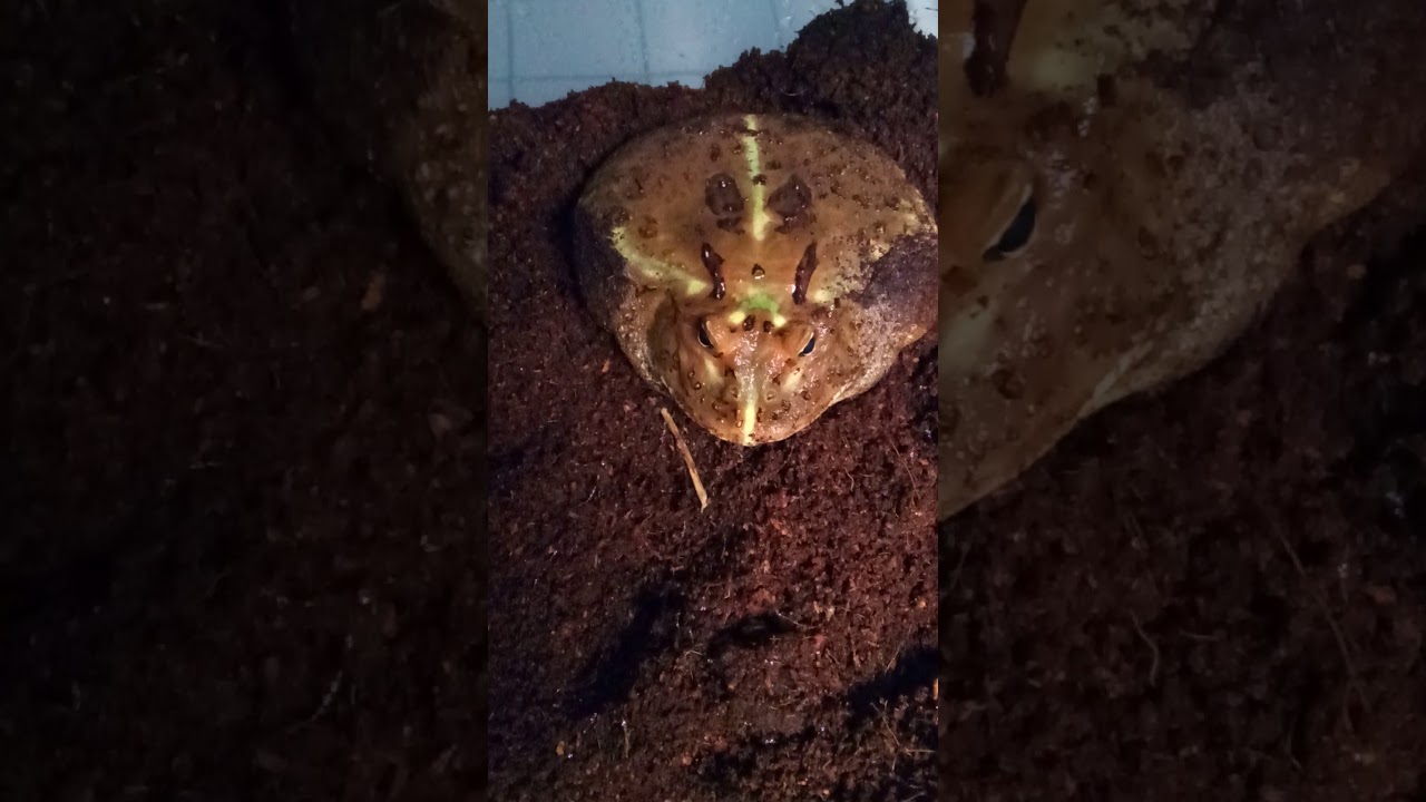 camera iphone 8 plus apk Pacman Frog/Giant Toad Greenhouse, update #1
