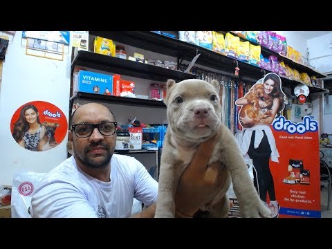 puppy paradise Live Show - Question & Answer - 13,August 2019 (american Bully)