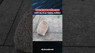 Khi Sinh Nhím Con Nhím Mẹ Có Bị Thương Không?