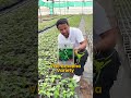 एक Solution से बचेगा लाखों का नुकसान 😱💰 #indianfarmer #shorts