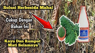 Cara Buat Racun Rumput Sendir Di Rumah  Buat Rumput Jadi Hanggus Terbrkar