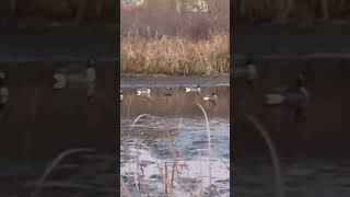 The Geese Found a Safe Haven