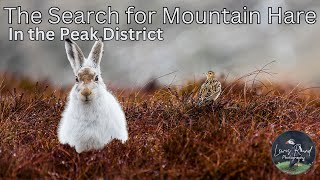 The Search for Mountain Hare in the Peak District, England