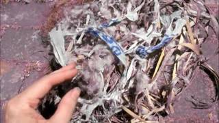 Inside of squirrel nest - Mary Cummins, Animal Advocates, Los Angeles
