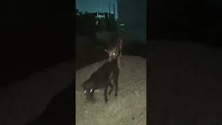 Tatya tukde tukde kar dunga #pawsn #trending #pets #petshub #funny #petsunited #love #streetdog