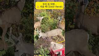 아침마다 만나는 우리집 작은 동물원 🦌🐇🐱