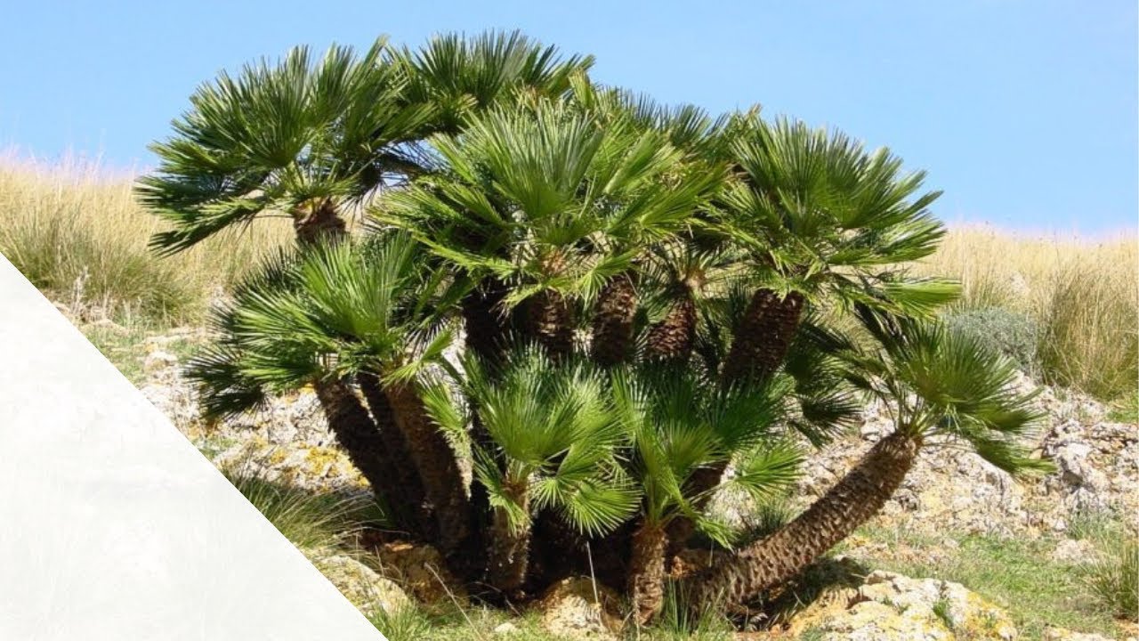 E0042 Chamaerops humilis / european fan palm نخيل الكاميروبس