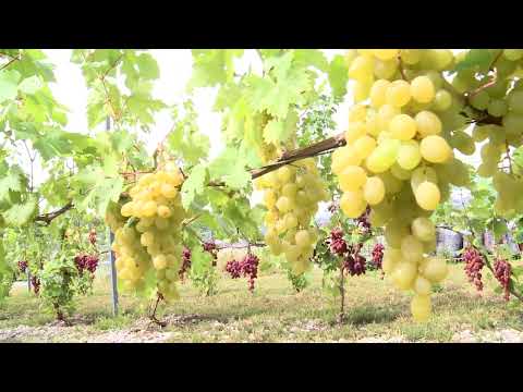 Wideo: Uprawa winorośli na południu: jakie są najlepsze południowe winorośle do uprawy