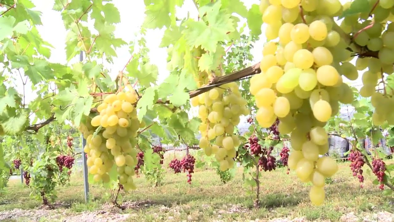 Uprawa winorośli w Polsce, dr hab. inż. Dawid Olewnicki