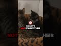 Adorable Kittens Take Over! 🐾😻