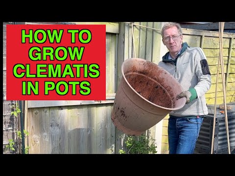 ቪዲዮ: Potted Clematis Plants - ክሌሜቲስን በመያዣዎች ውስጥ ማደግ ትችላለህ