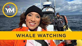 Whale watching in Quebec | Your Morning