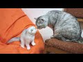 Котенок знакомится с новыми родителями папа кот и мама кошка Невероятно мило