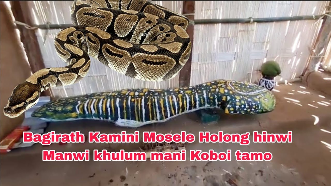 Boro Mankha o Holong no Mosele hinwi khulum tongkha Dongoi Raja Bagirath kami