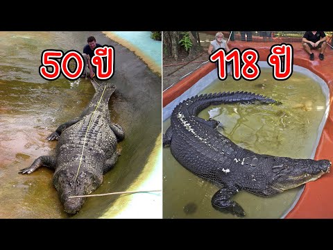 10 อันดับ จระเข้อายุยืนยาวที่สุดในโลก (World's Oldest Crocodile)