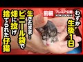 【子猫 保護】たった78g...ビニール袋で捨てられていた 小さな命を保護しました【前編】
