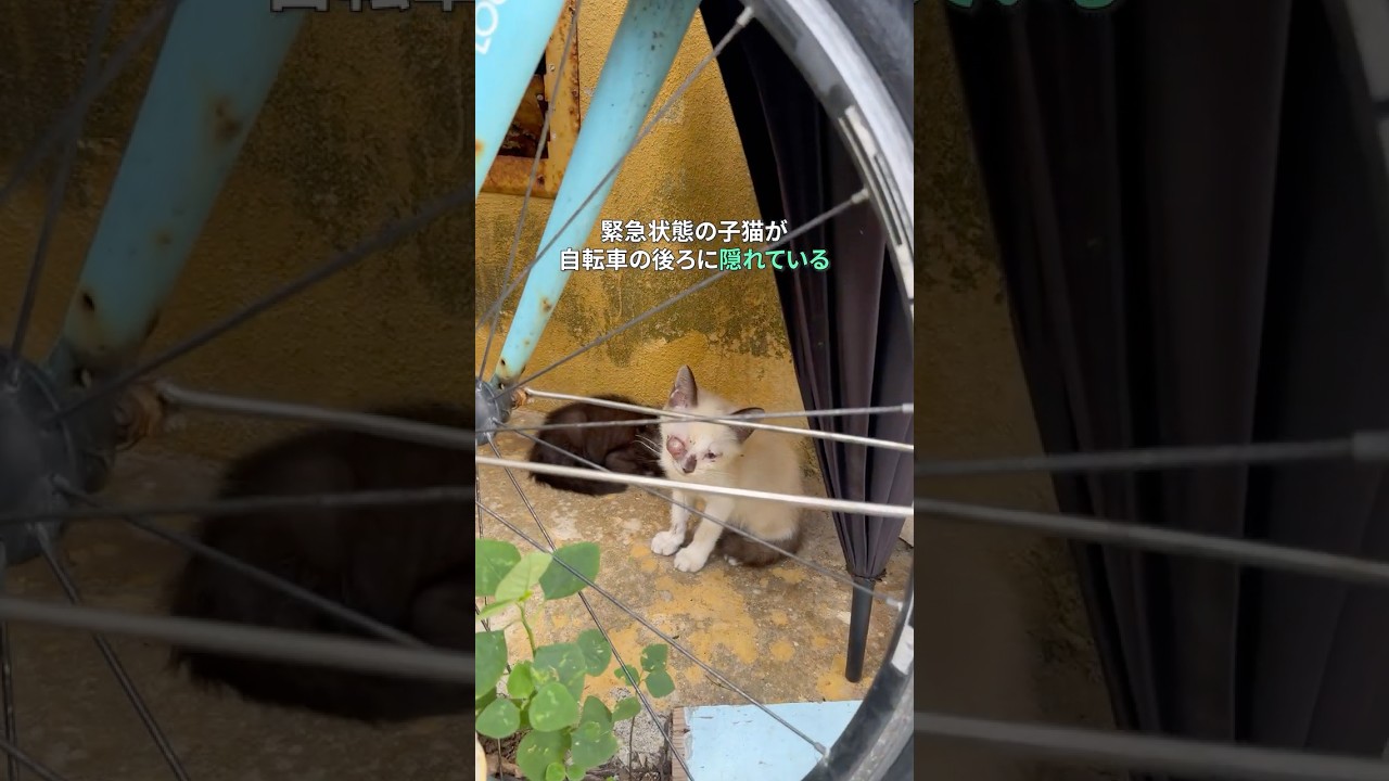 目を失った子猫の緊急保護