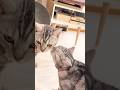 まさかの新展開！？ #shorts #猫 #アメリカンショートヘア