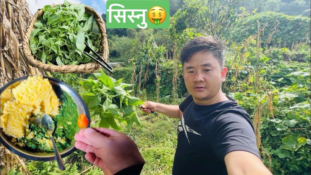 Nepali Traditional Food Sisnu Bhat🤤 | Gau Ghar Ma Sisnu Khojera Khanu Ko Mazza😁