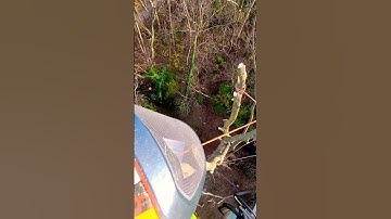 The Life You Wish You Had... #TreeClimbing #TreeRigging #Rigging #RopeAngles #AdvancedTechnique #fyp