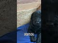 CUTEST PUPPY...? #puppy #cute #challenge