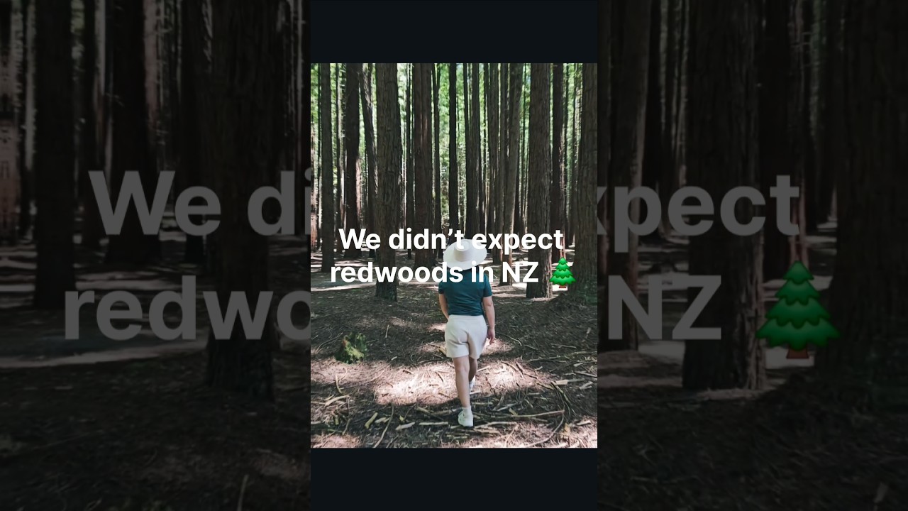Never expected to find Redwoods in NZ 