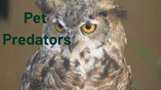 Dispelling myths about owl encounters in southern Arizona