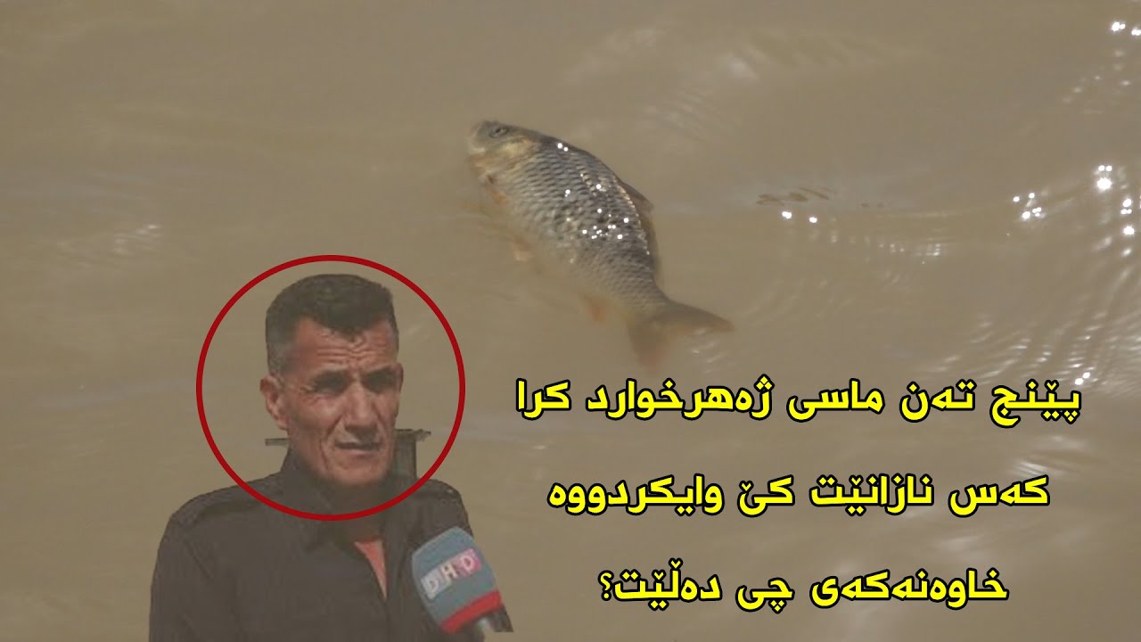 چوار هەزار و پێنج سەد ماسی ئەم پیاوە ژەهراوی کراوە و رەنج بە خەساریان کردووە