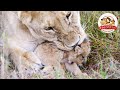 【閲覧注意】ライオンの赤ちゃんがゾウに襲われ瀕死に！母親が我が子を食べてしまった悲しい理由とは？（ライオンの壮絶子育て：前編）【どうぶつ奇想天外／WAKUWAKU】