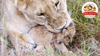 Lion Cub Dying After Attack of Elephant. Mother's Choice Is... (Parenting of Lion: Episode1)