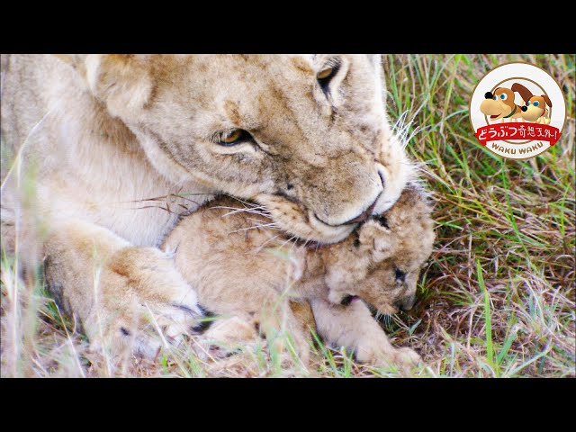 懐かしいなぁ あの人気動物番組がyoutubeで見られる 過去の放送をリメイク