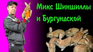 Миксы Бургундской породы и Советской Шиншиллы