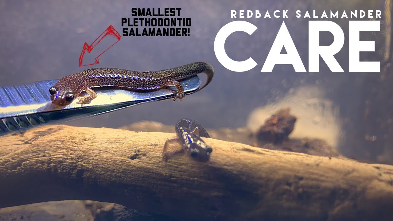 Do Redback Salamanders Make Good Pets?