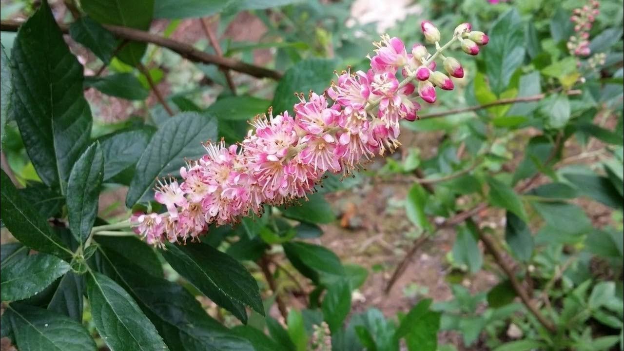 Клетра фото и описание кустарника