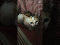 Gd morning 🌼 World 💞 Pabasara ❤️  #cat #fyp #fypシ #viral #viralvideo #kitten #viralvideos