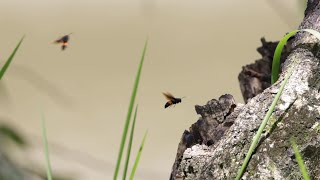 Hornets Battling Wind to Return to Nest - Real Time and Slow Mo