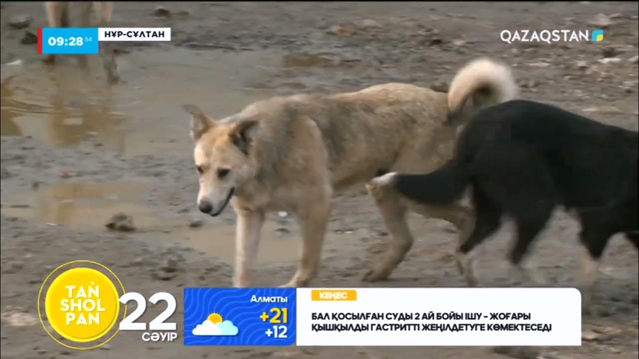 Ит иесінің ішіне кіріп кетті