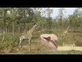 Safari Park Gazipur, Bangladesh Core Animals Area