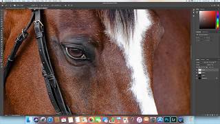 Editing the Horse's Eye for Black Background Portraits in Photoshop CC screenshot 1