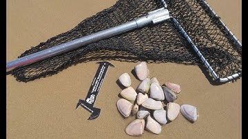 THE EASIEST WAY to collect GOOLWA COCKLES / PIPIS