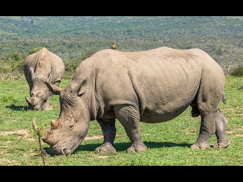 Video: Hluhluwe-Imfolozi Park, Jižní Afrika: Kompletní průvodce