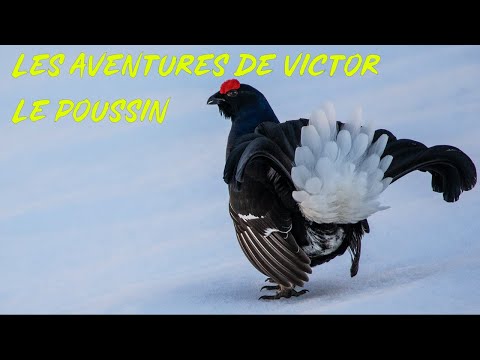 Le Poussin