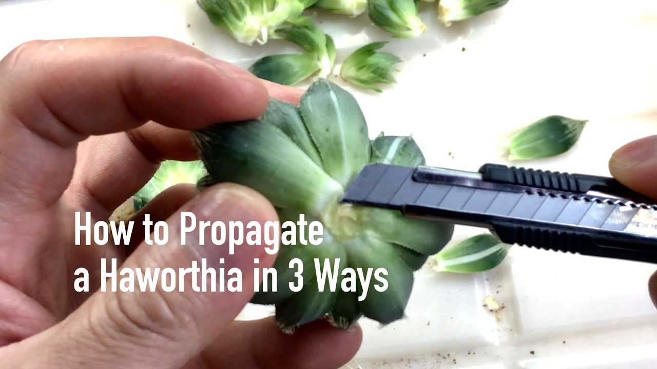 How To Propagate A Haworthia In 3 Ways