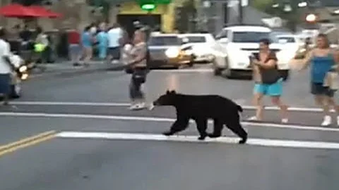 Nervous bear walks the streets of Gatlinburg, Tenn.