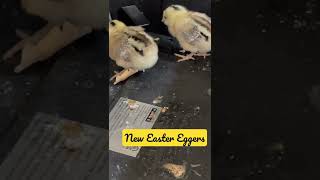Famous New Easter Egger chicks to lay colored eggs for us. We have 9 of them. They love the new brooder. Net Worth