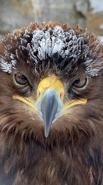 Морской Орёл 🦅 - YouTube